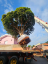 Plantio e transplantio